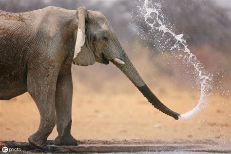 大象噴水 1989年日曆
